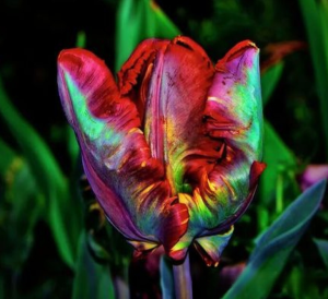 Тюльпан Эирпрайз купить по цене от 270р. в интернет-магазине «Посадика» с доставкой почтой в в Кудровое и по всей России – [изображение №1].