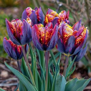 Тюльпан Опал Дрим купить по цене от 207р. в интернет-магазине «Посадика» с доставкой почтой в в Кудровое и по всей России – [изображение №1].